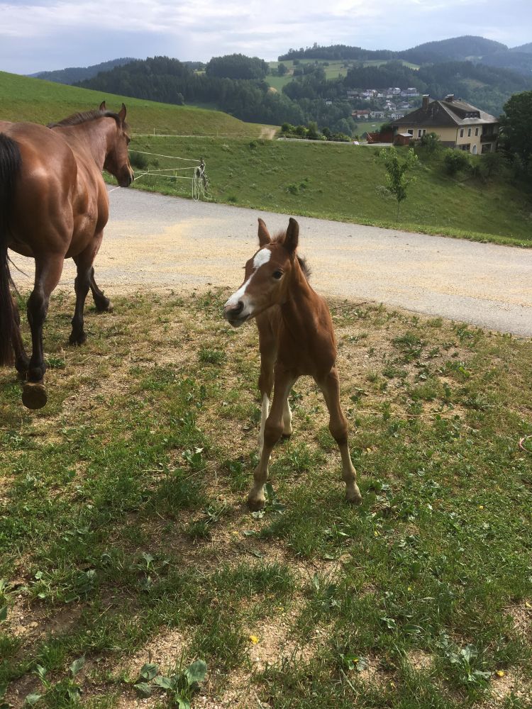 Elessar geb. am 30.6.2019