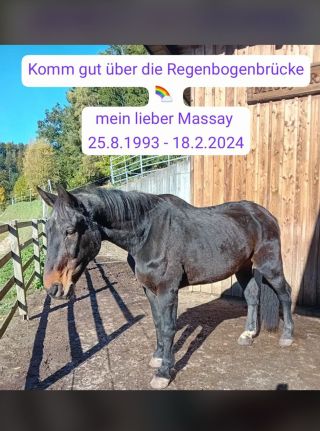 Mein treuer Kamerad