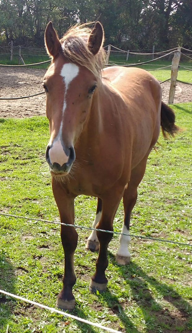 Ronja