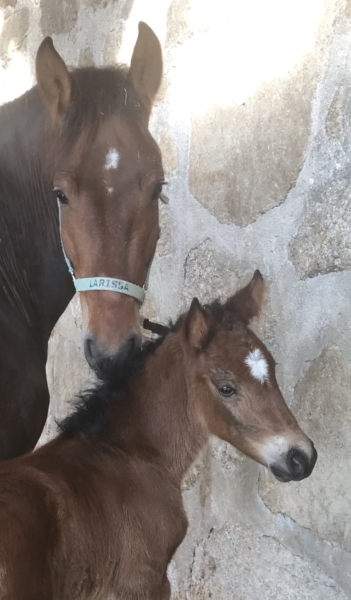 Larissa MHR mit Fohlen Lilo MHR