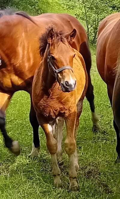 Verkaufspferd: Valerio MHR