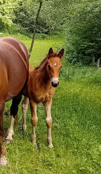 Verkaufspferd: Mika MHR