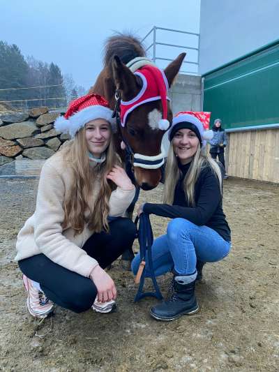 Verkaufspferd: Harvey MHR